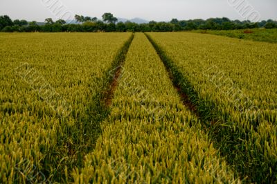 Cornfield