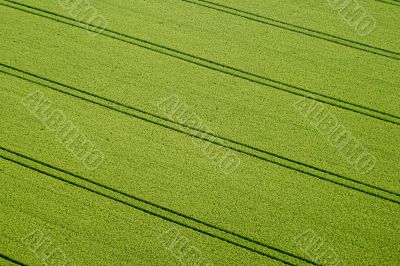 Cornfield, Aerial Photo