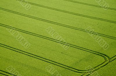 Cornfield, Aerial Photo