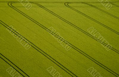 Cornfield, Aerial Photo