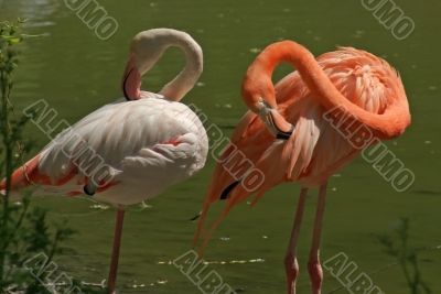 flamingo