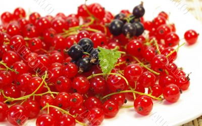 Currant on a white plate