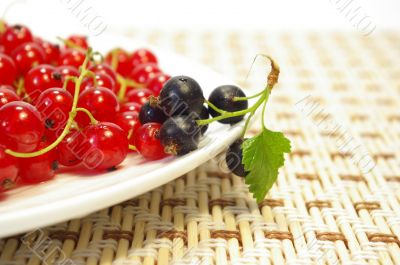 Red and black currant