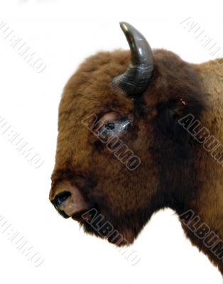 Isolated Buffalo