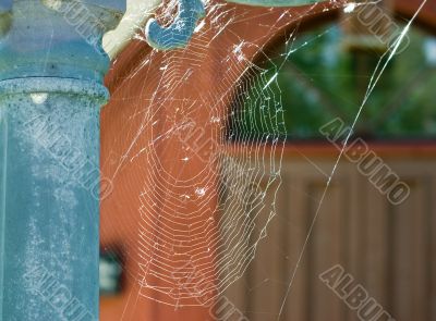 Cobweb