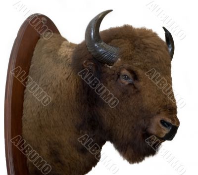 Bison Head