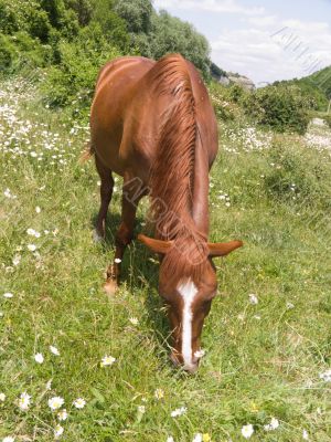 horse