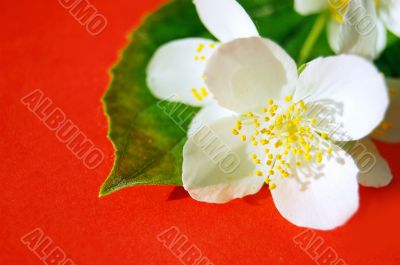 Jasmine