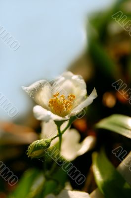 Jasmine