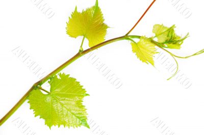 Wine branch