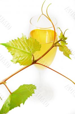 Glass of wine