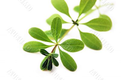 Weeds