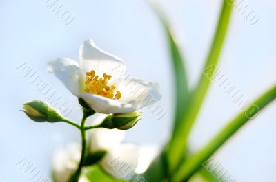 Jasmine