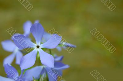 periwinkle