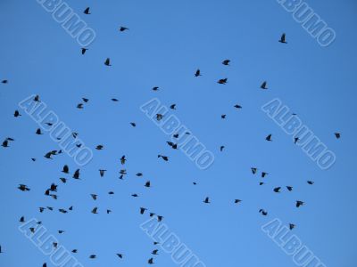 bunch of crows in the blue sky