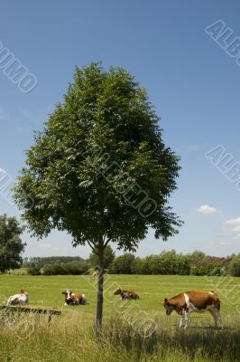Dutch landscape