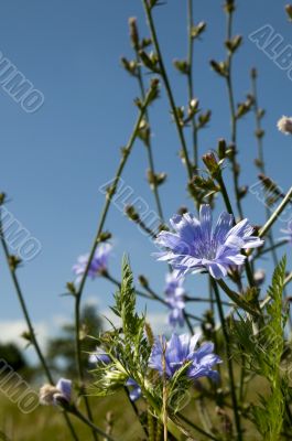 cornflower