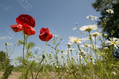 poppies and camille