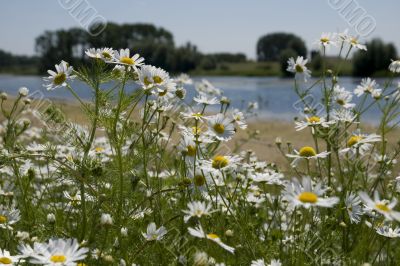camomile in landscape