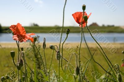 poppies in landscape
