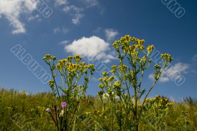 wild flowers