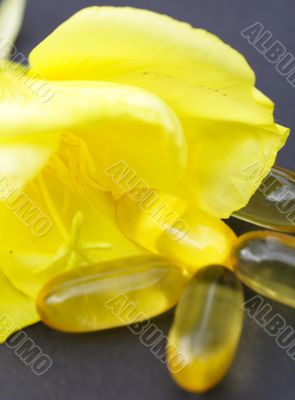 evening primrose