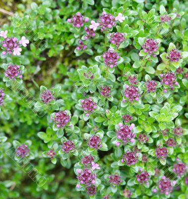 thyme
