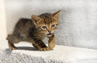 meowing kitten