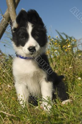puppy border collie