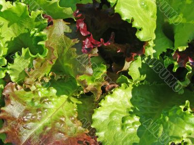 colorful lettuce
