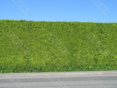 perfectly manicured hedge