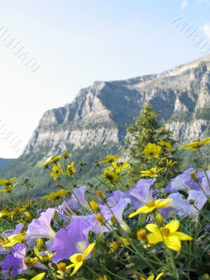 flowers and mountain