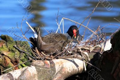 Moorhen on nest