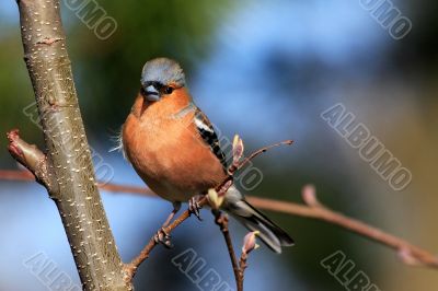 Chaffinch