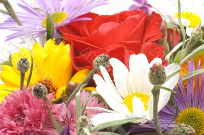 flowers on white background