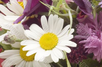 flowers on white macro