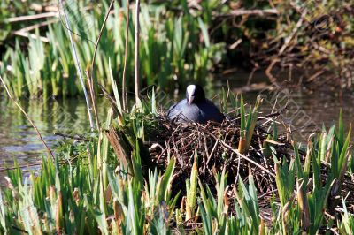 Coot on nest