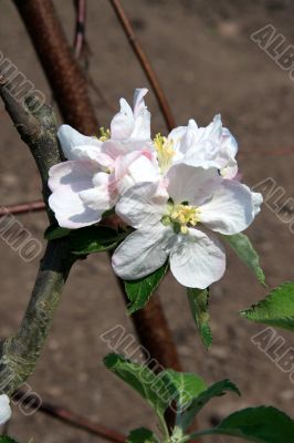 Apple Blossom