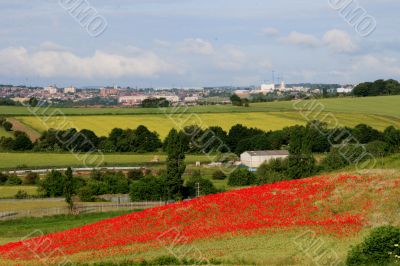 Poppy Field near Barnsley