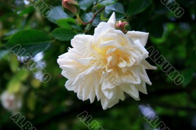 Rose (Rosa Gardena)