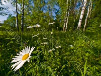 Chamomiles in forest