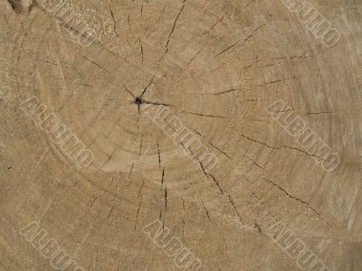 Wooden texture