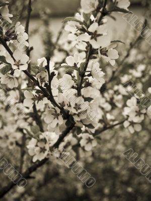 Spring flowers