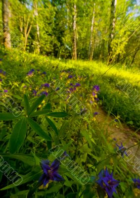 Thick grass in forest with blue flowers