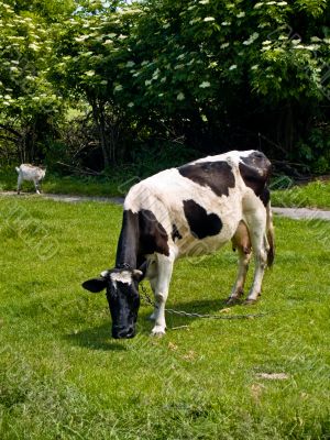 Cow