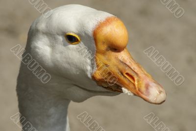 white goose