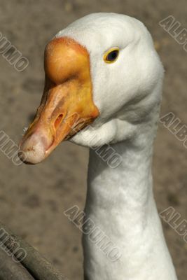 white goose