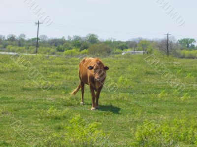 Cow