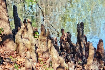 Cypress Knees