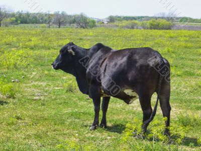 Cow